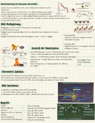 Know Genregulation bei Eukaryoten  thumbnail