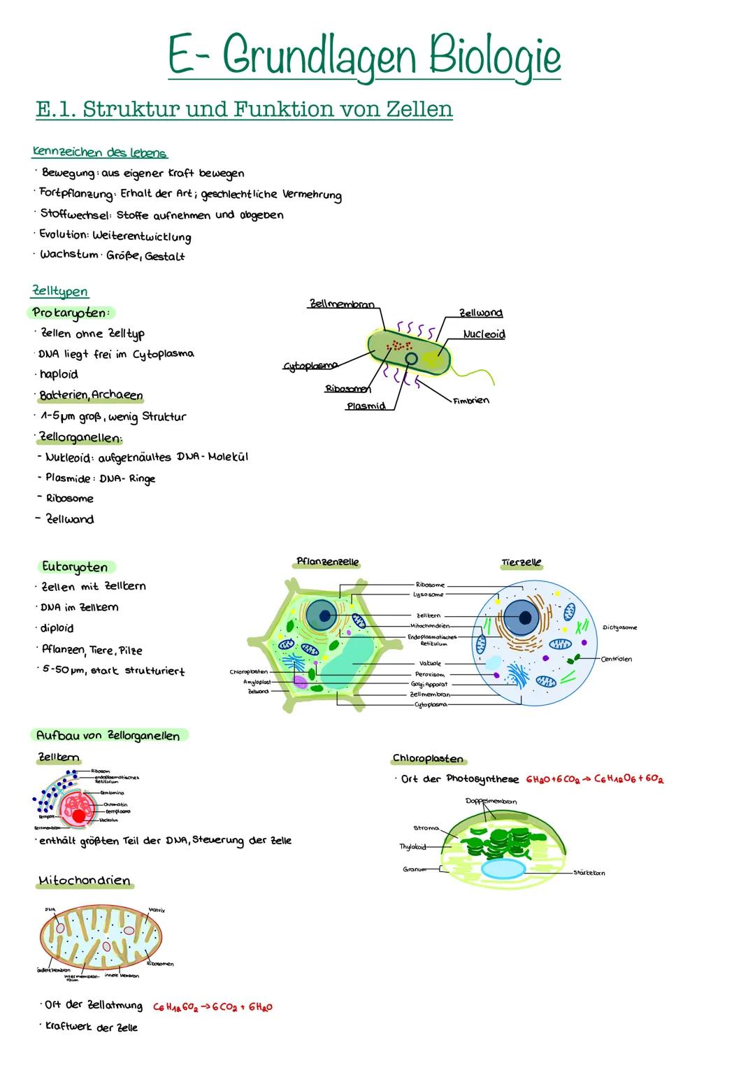 # E- Grundlagen Biologie

## E.1. Struktur und Funktion von Zellen

Kennzeichen des lebens

*   Bewegung aus eigener kraft bewegen

*   Fort