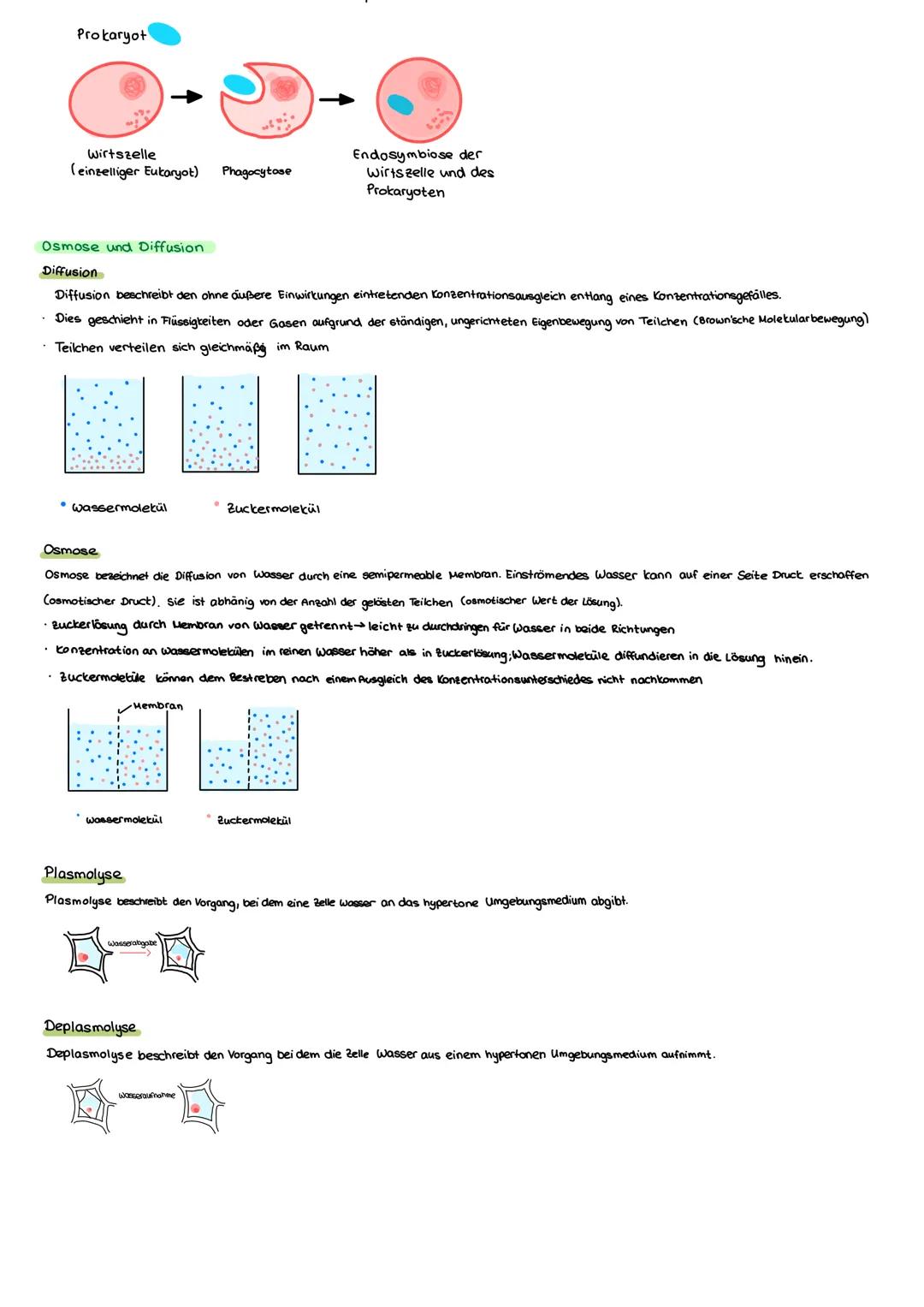 # E- Grundlagen Biologie

## E.1. Struktur und Funktion von Zellen

Kennzeichen des lebens

*   Bewegung aus eigener kraft bewegen

*   Fort