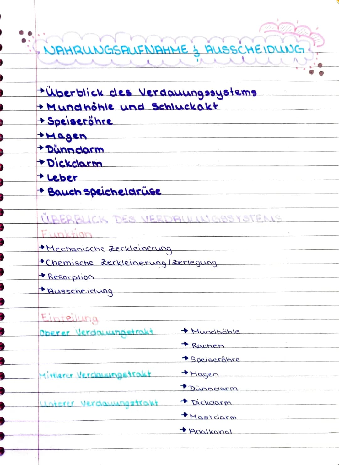Verdauungssystem Aufbau und Funktion