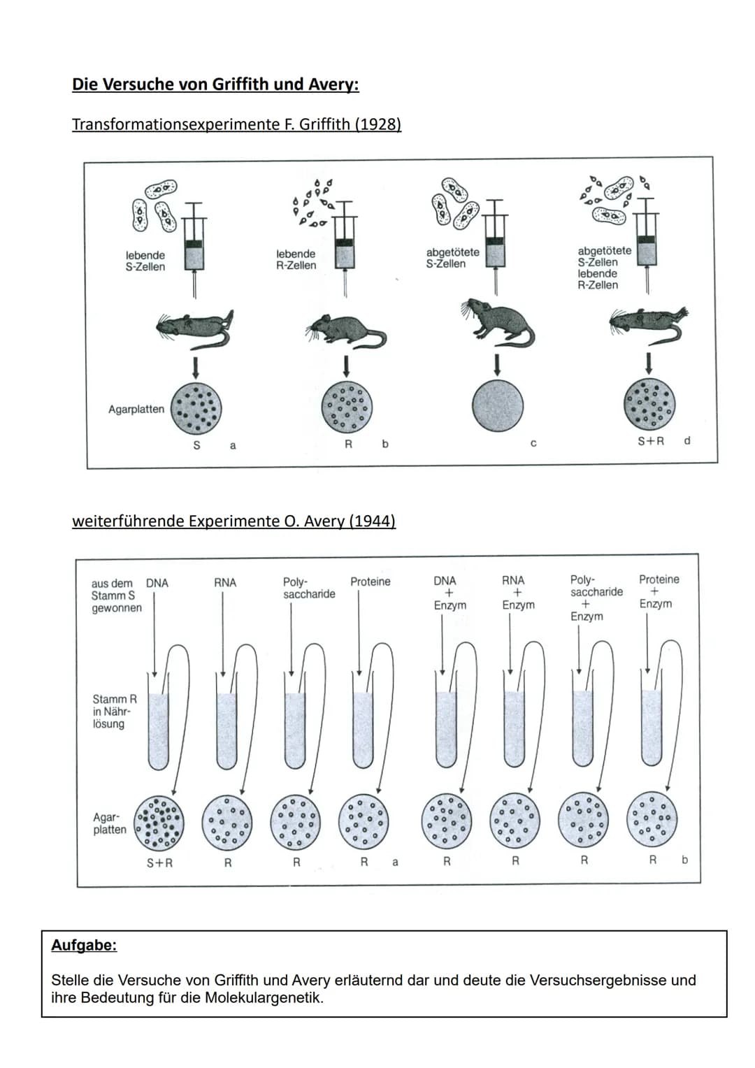 Die Versuche von Griffith und Avery:
Transformationsexperimente F. Griffith (1928)
lebende
S-Zellen
FOOD
Agarplatten
aus dem DNA
Stamm S
gew