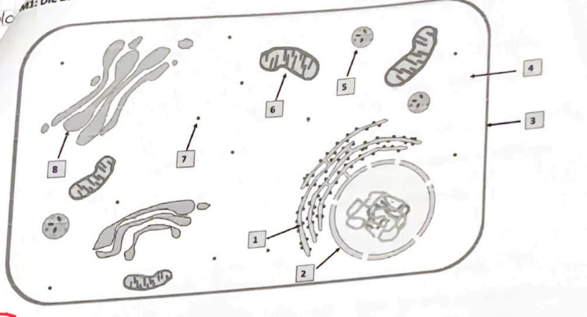 Biologieklausur 1-Struktur und Funktion von Zellen
Klasse: 11
Aufgabe 1: Die Zelle (28 BE)
Aufgabe 1.1: Benenne die nummerierten Zellorganel