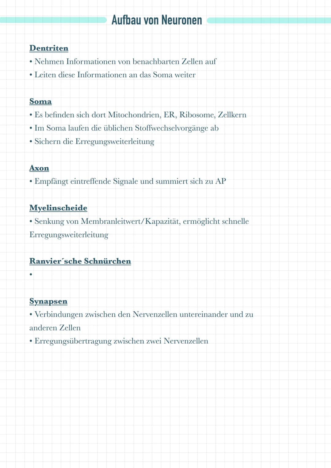 Dentriten
Nehmen Informationen von benachbarten Zellen auf
• Leiten diese Informationen an das Soma weiter
Soma
●
Es befinden sich dort Mito