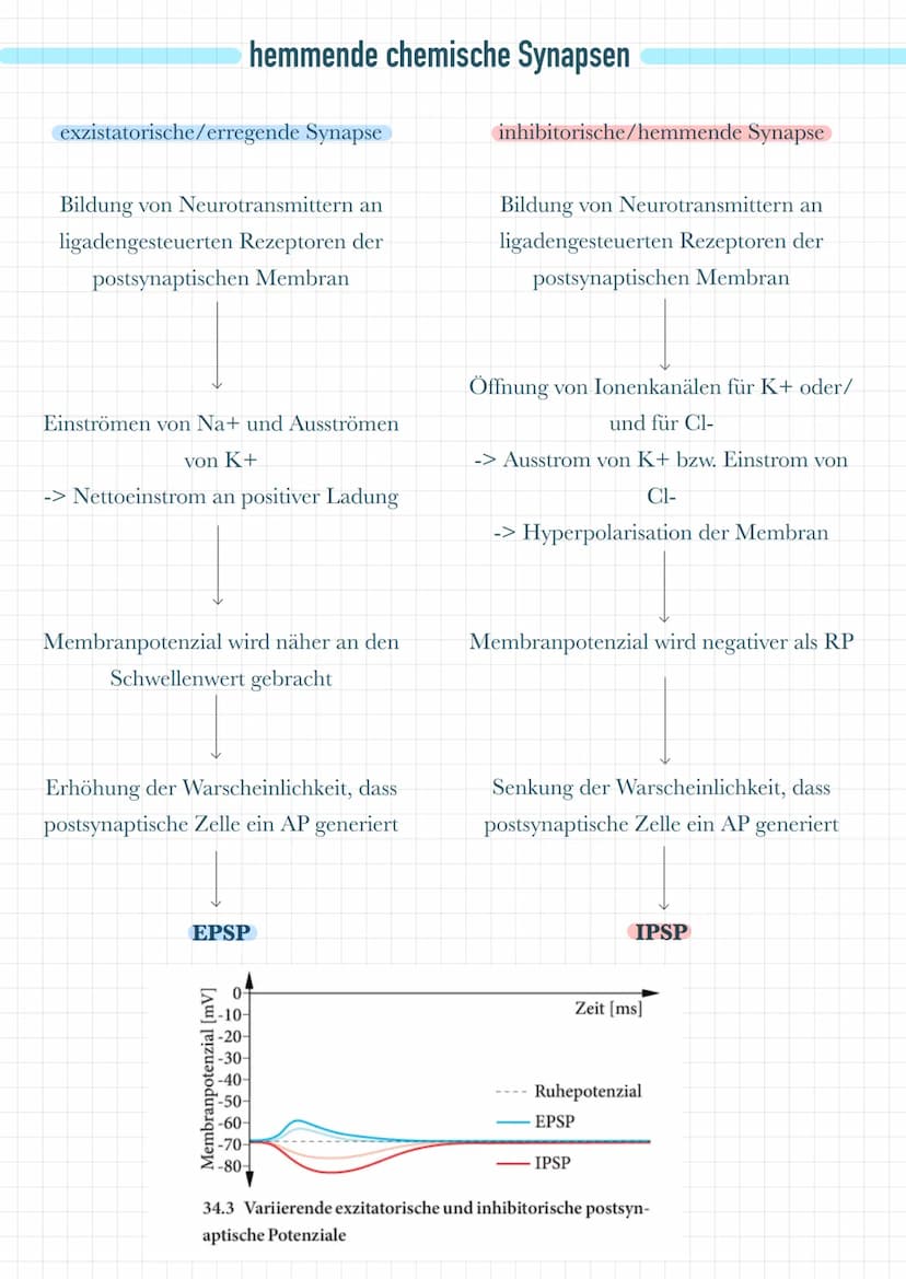 Dentriten
Nehmen Informationen von benachbarten Zellen auf
• Leiten diese Informationen an das Soma weiter
Soma
●
Es befinden sich dort Mito
