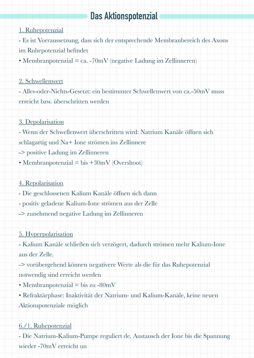 Dentriten
Nehmen Informationen von benachbarten Zellen auf
• Leiten diese Informationen an das Soma weiter
Soma
●
Es befinden sich dort Mito