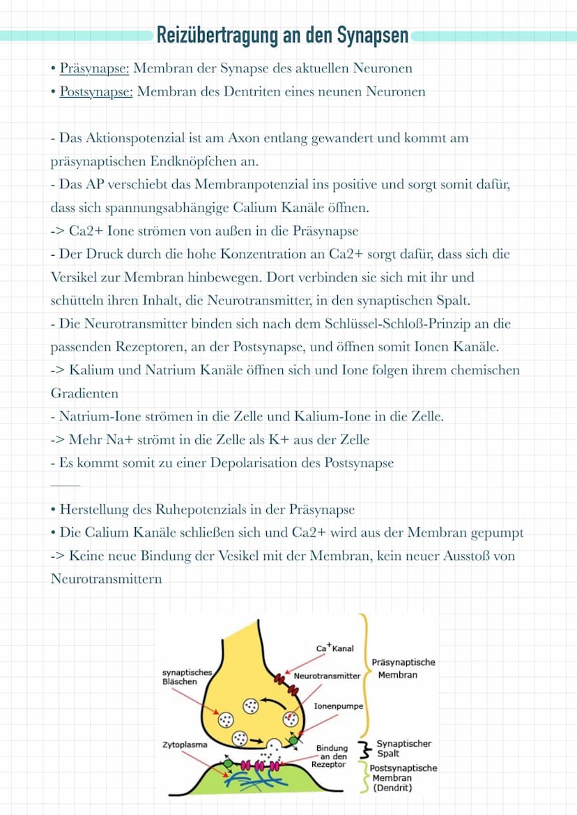 Dentriten
Nehmen Informationen von benachbarten Zellen auf
• Leiten diese Informationen an das Soma weiter
Soma
●
Es befinden sich dort Mito