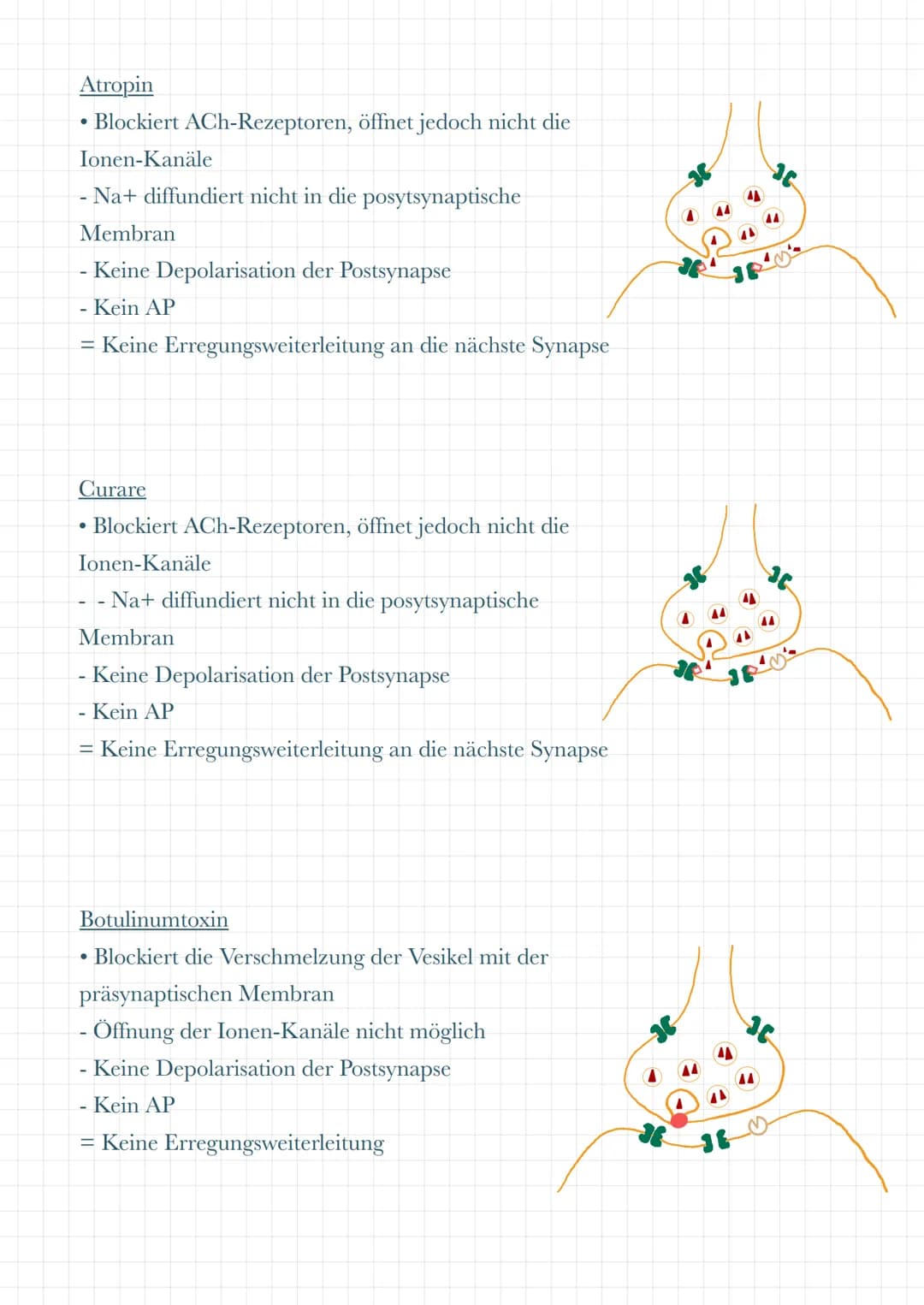 Dentriten
Nehmen Informationen von benachbarten Zellen auf
• Leiten diese Informationen an das Soma weiter
Soma
●
Es befinden sich dort Mito