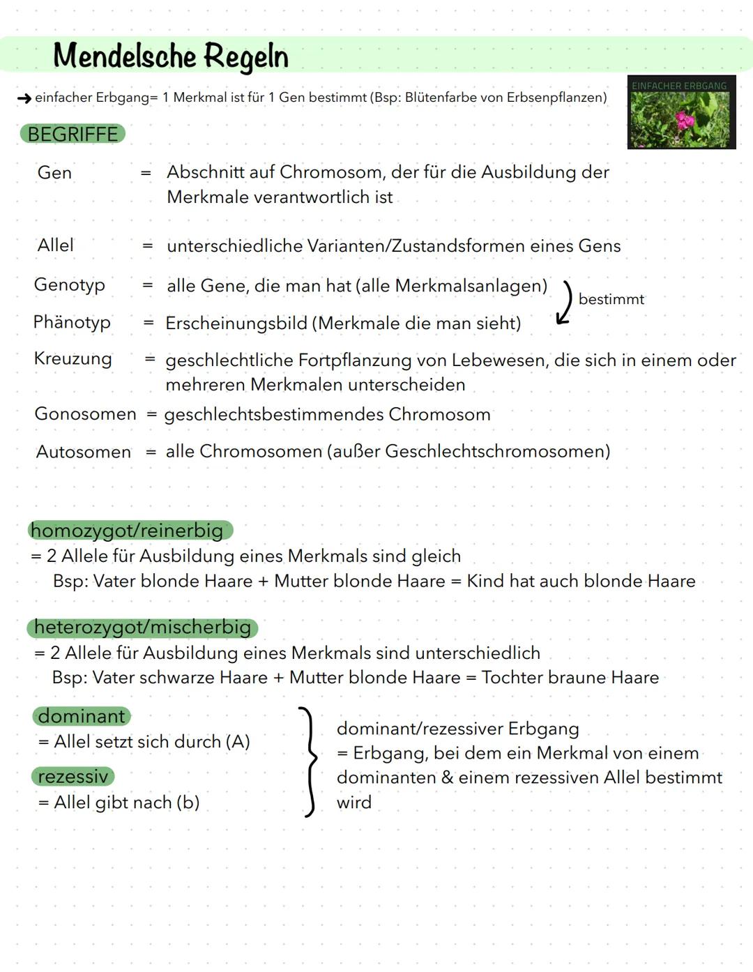 Mendelsche Regeln
einfacher Erbgang= 1 Merkmal ist für 1 Gen bestimmt (Bsp: Blütenfarbe von Erbsenpflanzen)
BEGRIFFE
Gen
Allel
Genotyp
Phäno