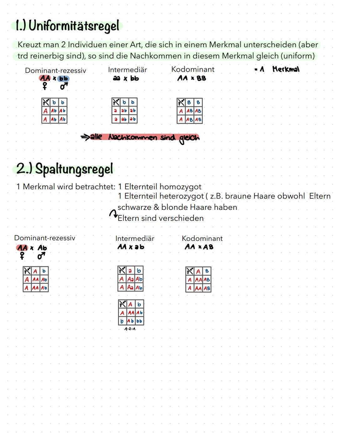 Mendelsche Regeln
einfacher Erbgang= 1 Merkmal ist für 1 Gen bestimmt (Bsp: Blütenfarbe von Erbsenpflanzen)
BEGRIFFE
Gen
Allel
Genotyp
Phäno