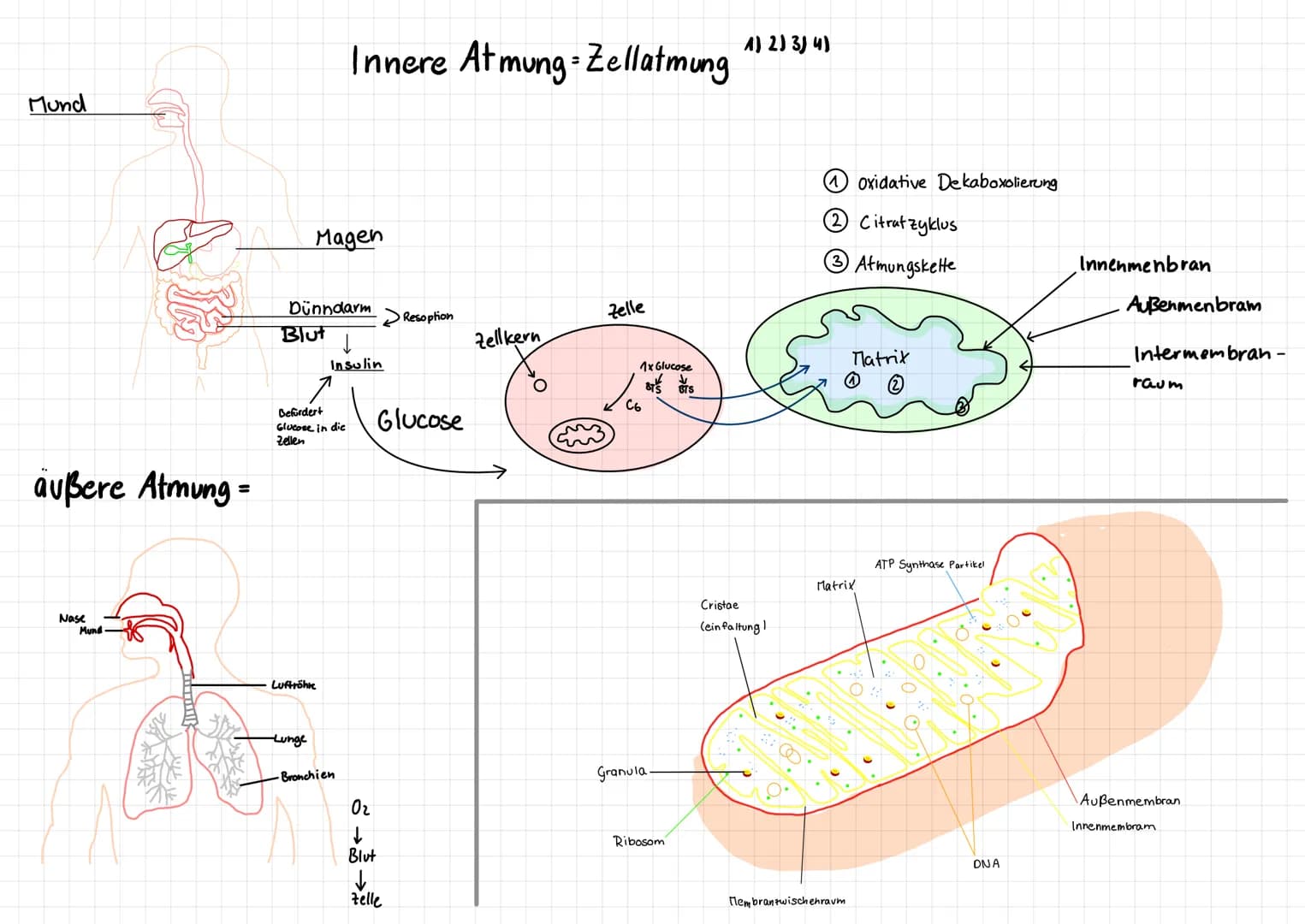 Mund
außere Atmung =
Nase
Mund
Magen
Dünndarm
Blut
Befordert
Glucose in die
Zellen
Luftröhre
-Lunge
Innere Atmung Zellatmung
Insulin
-Bronch