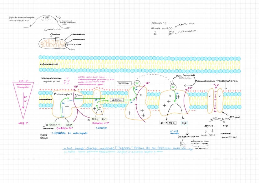 Mund
außere Atmung =
Nase
Mund
Magen
Dünndarm
Blut
Befordert
Glucose in die
Zellen
Luftröhre
-Lunge
Innere Atmung Zellatmung
Insulin
-Bronch