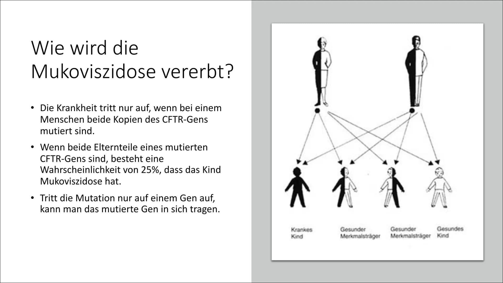 Mukoviszidose
Von Theodora ●
●
●
●
●
●
●
●
●
Inhaltsverzeichnis
Was ist Mukoviszidose?
Welche Organe sind betroffen?
Wie wird die Mukoviszid