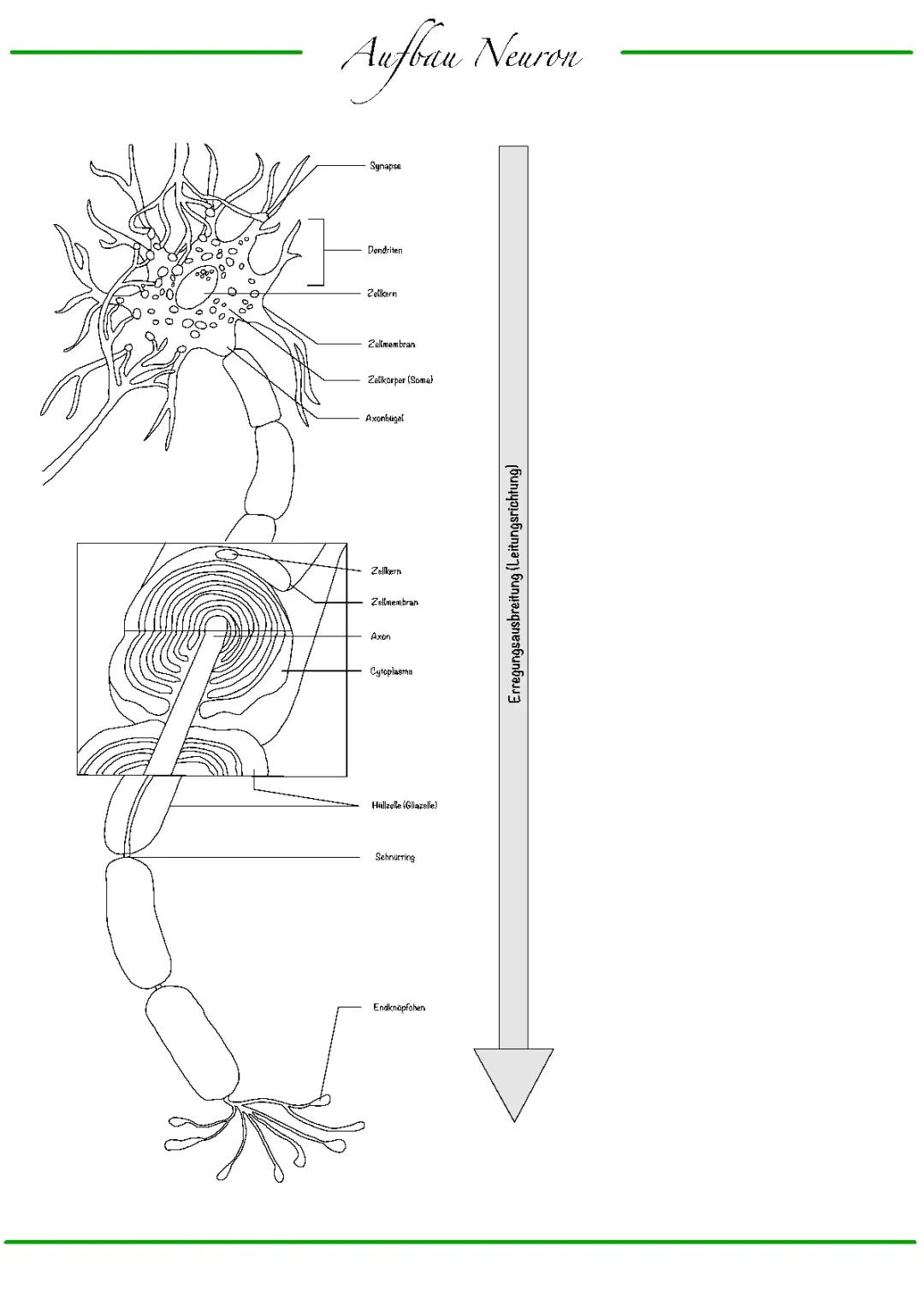 Neurobiologie Abitur einfach erklärt: Lernzettel, Zusammenfassung und alles zu Ruhepotential und Aktionspotential