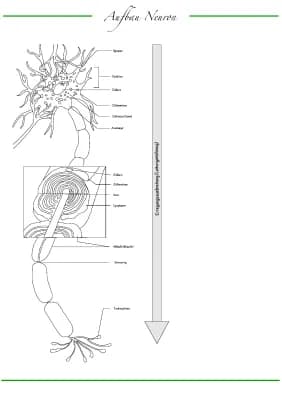 Know Neurobiologie - Abitur - Bio LK thumbnail