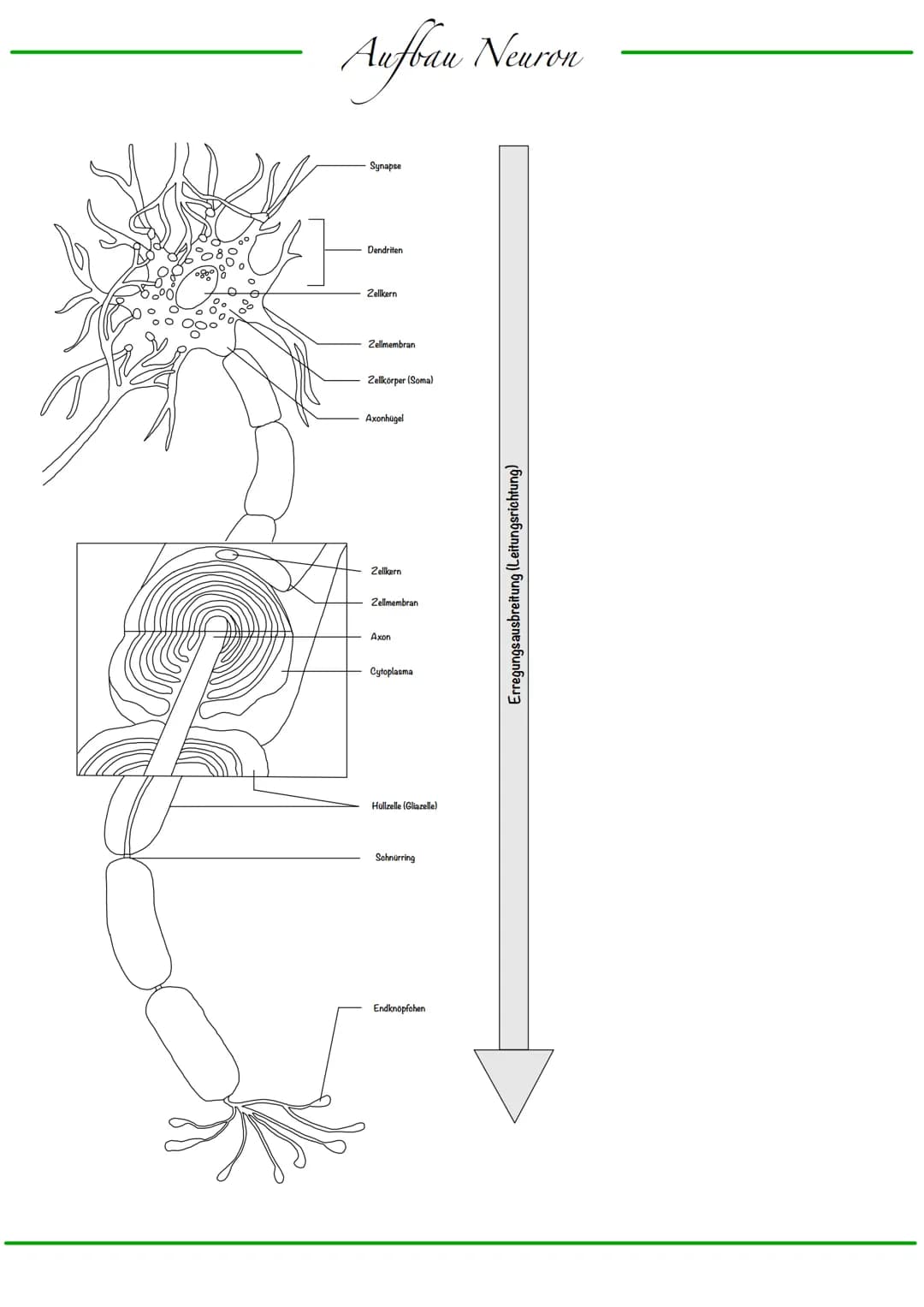 B
Aufbau Neuron
Synapse
Dendriten
Zellkern
Zellmembran
Zellkörper (Soma)
Axonhügel
Zellkern
Zellmembran
Axon
Cytoplasma
Hullzelle (Gliazelle