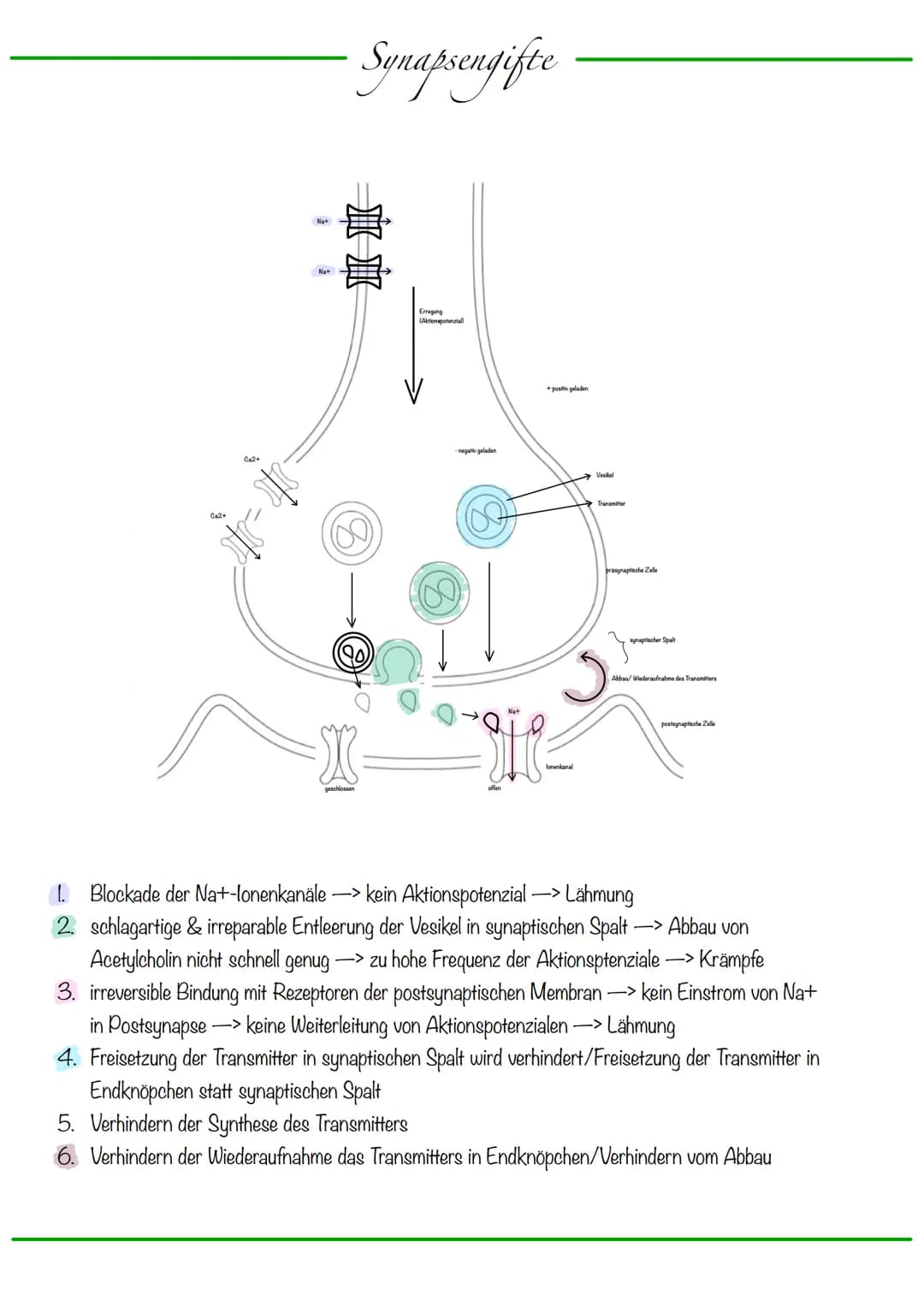 B
Aufbau Neuron
Synapse
Dendriten
Zellkern
Zellmembran
Zellkörper (Soma)
Axonhügel
Zellkern
Zellmembran
Axon
Cytoplasma
Hullzelle (Gliazelle