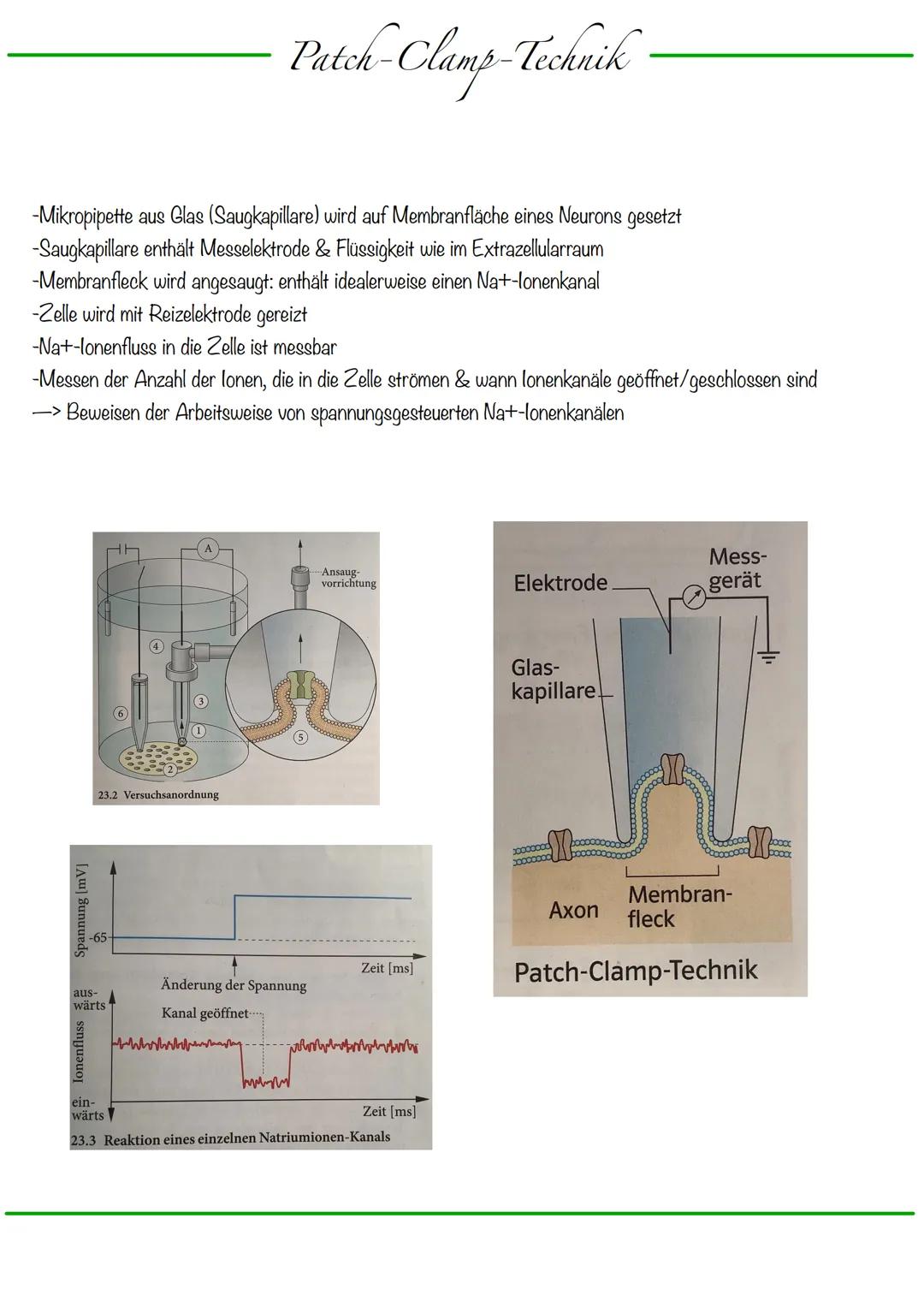 B
Aufbau Neuron
Synapse
Dendriten
Zellkern
Zellmembran
Zellkörper (Soma)
Axonhügel
Zellkern
Zellmembran
Axon
Cytoplasma
Hullzelle (Gliazelle