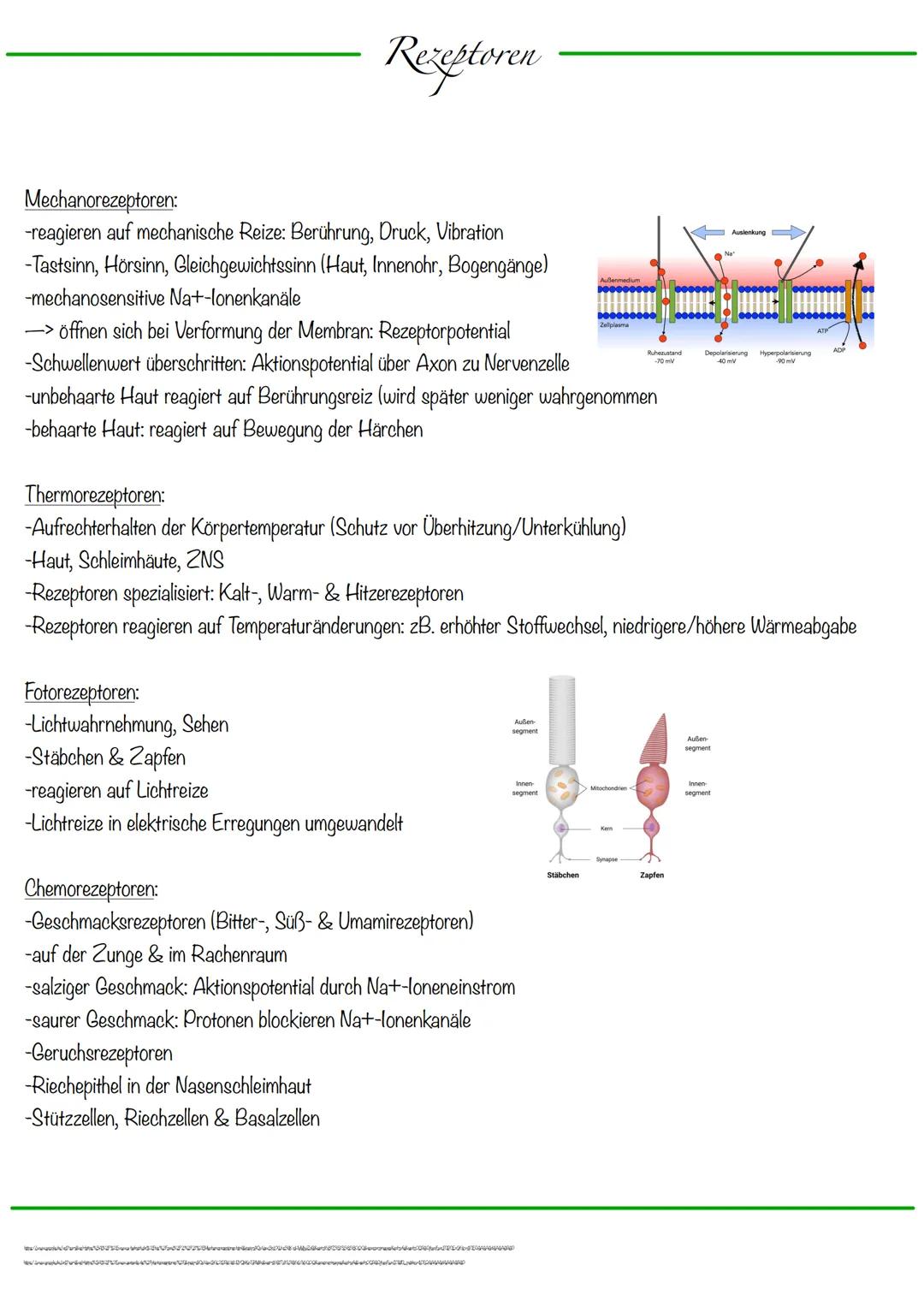 B
Aufbau Neuron
Synapse
Dendriten
Zellkern
Zellmembran
Zellkörper (Soma)
Axonhügel
Zellkern
Zellmembran
Axon
Cytoplasma
Hullzelle (Gliazelle