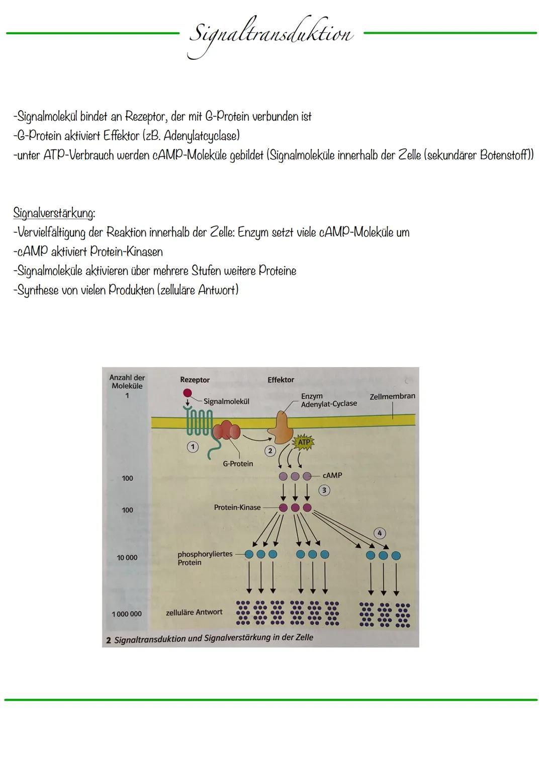 B
Aufbau Neuron
Synapse
Dendriten
Zellkern
Zellmembran
Zellkörper (Soma)
Axonhügel
Zellkern
Zellmembran
Axon
Cytoplasma
Hullzelle (Gliazelle