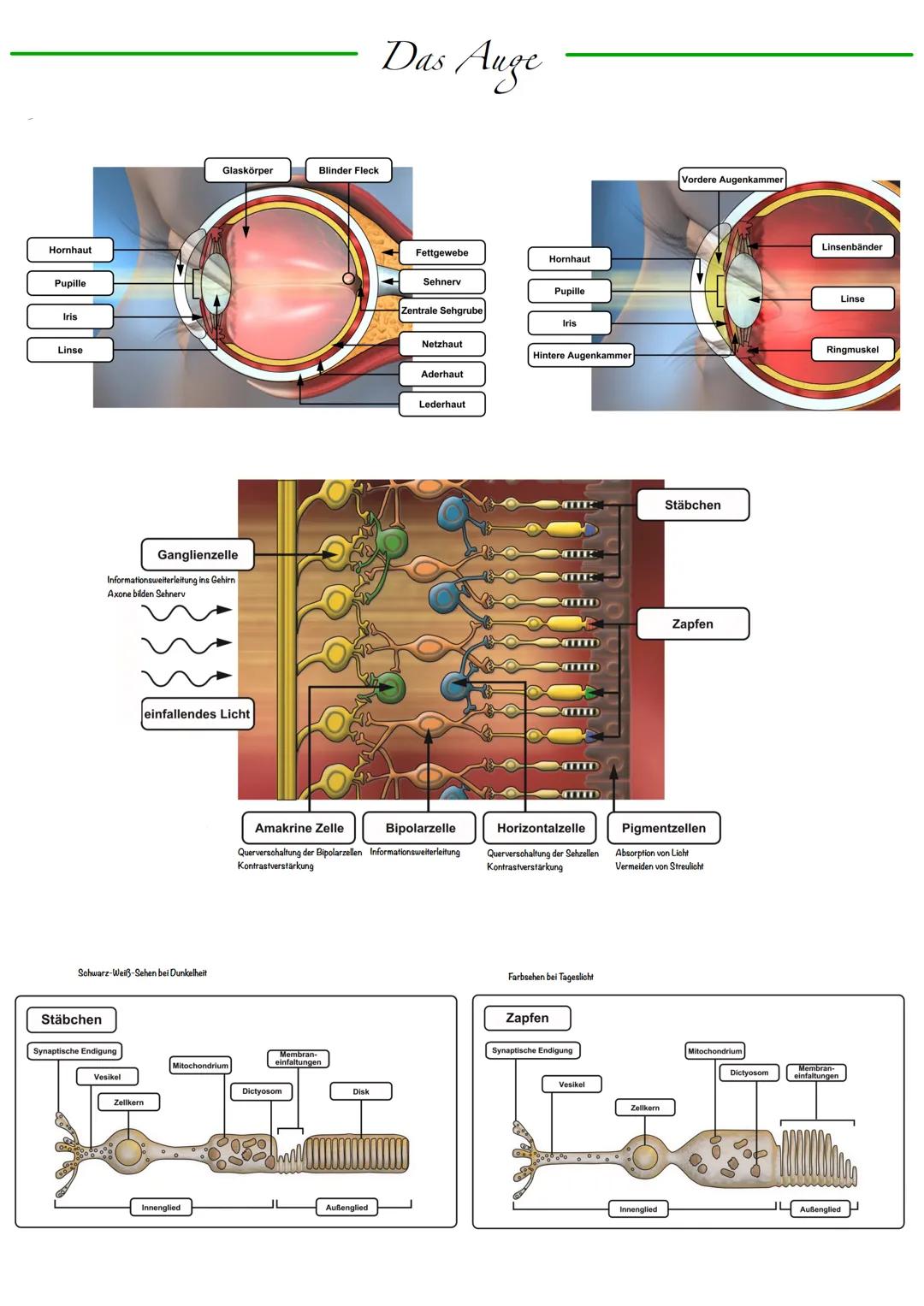 B
Aufbau Neuron
Synapse
Dendriten
Zellkern
Zellmembran
Zellkörper (Soma)
Axonhügel
Zellkern
Zellmembran
Axon
Cytoplasma
Hullzelle (Gliazelle