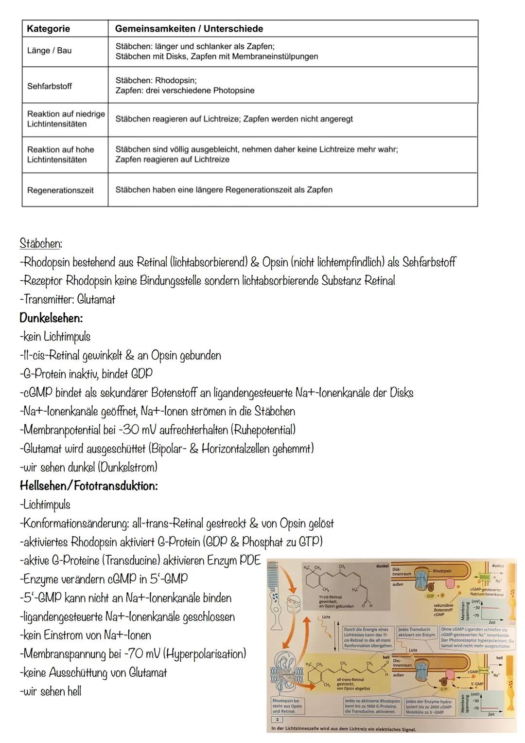 B
Aufbau Neuron
Synapse
Dendriten
Zellkern
Zellmembran
Zellkörper (Soma)
Axonhügel
Zellkern
Zellmembran
Axon
Cytoplasma
Hullzelle (Gliazelle