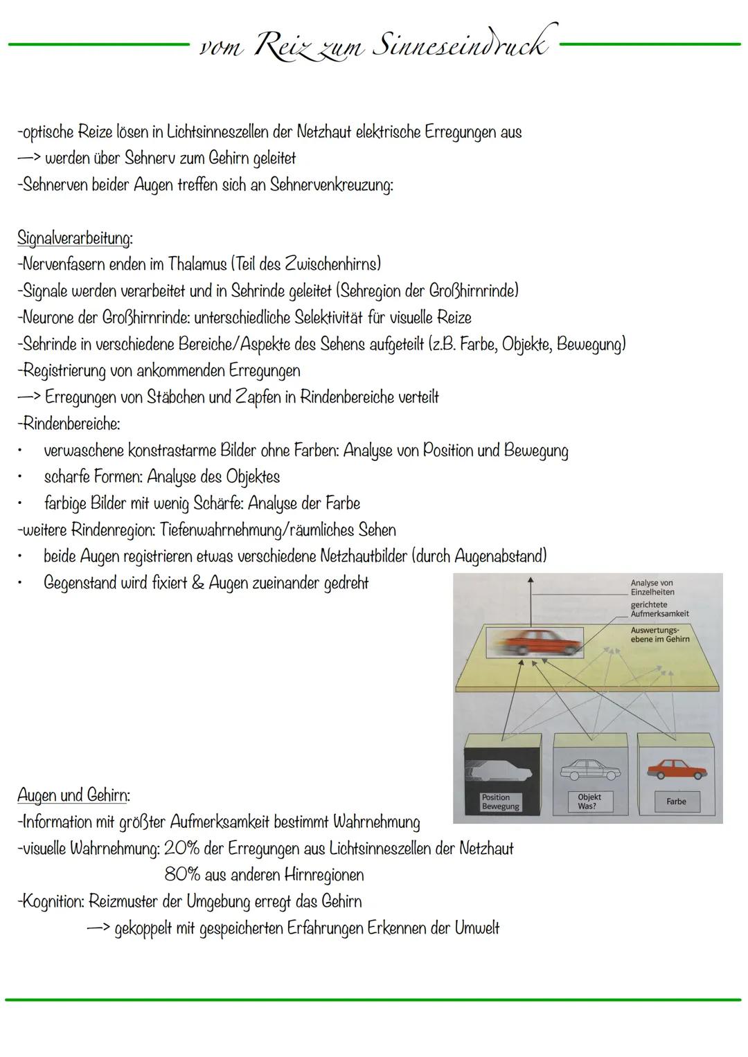 B
Aufbau Neuron
Synapse
Dendriten
Zellkern
Zellmembran
Zellkörper (Soma)
Axonhügel
Zellkern
Zellmembran
Axon
Cytoplasma
Hullzelle (Gliazelle