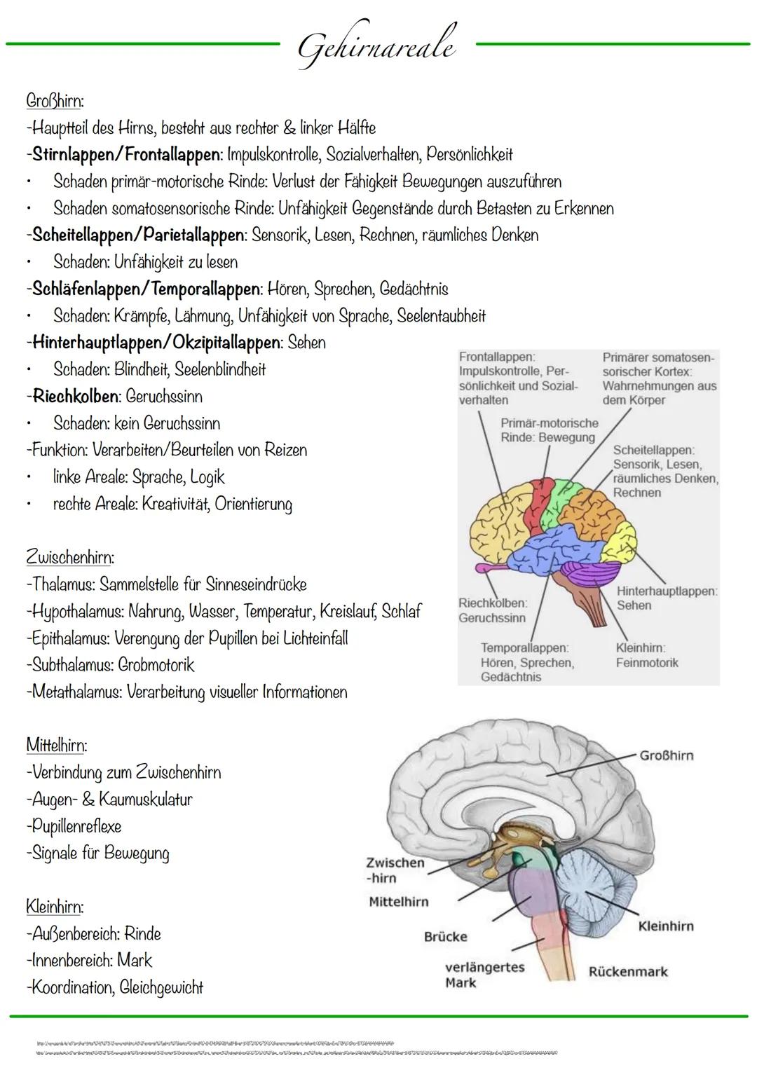 B
Aufbau Neuron
Synapse
Dendriten
Zellkern
Zellmembran
Zellkörper (Soma)
Axonhügel
Zellkern
Zellmembran
Axon
Cytoplasma
Hullzelle (Gliazelle