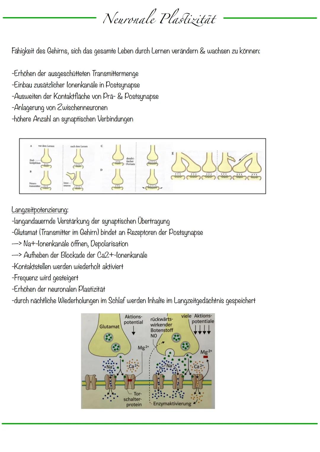 B
Aufbau Neuron
Synapse
Dendriten
Zellkern
Zellmembran
Zellkörper (Soma)
Axonhügel
Zellkern
Zellmembran
Axon
Cytoplasma
Hullzelle (Gliazelle