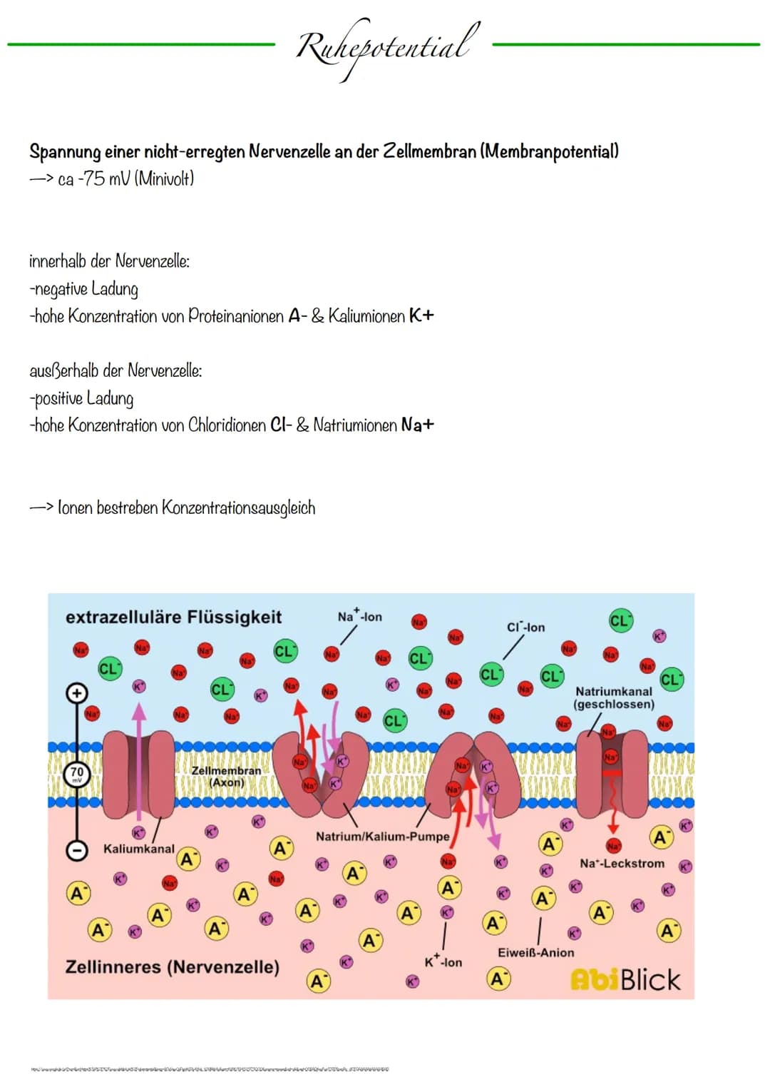 B
Aufbau Neuron
Synapse
Dendriten
Zellkern
Zellmembran
Zellkörper (Soma)
Axonhügel
Zellkern
Zellmembran
Axon
Cytoplasma
Hullzelle (Gliazelle