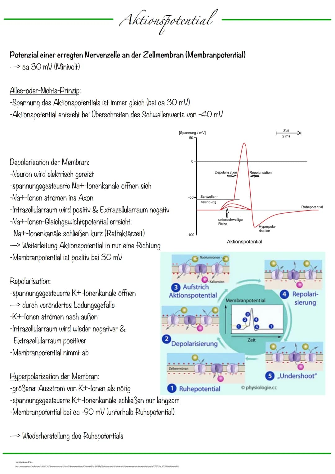 B
Aufbau Neuron
Synapse
Dendriten
Zellkern
Zellmembran
Zellkörper (Soma)
Axonhügel
Zellkern
Zellmembran
Axon
Cytoplasma
Hullzelle (Gliazelle