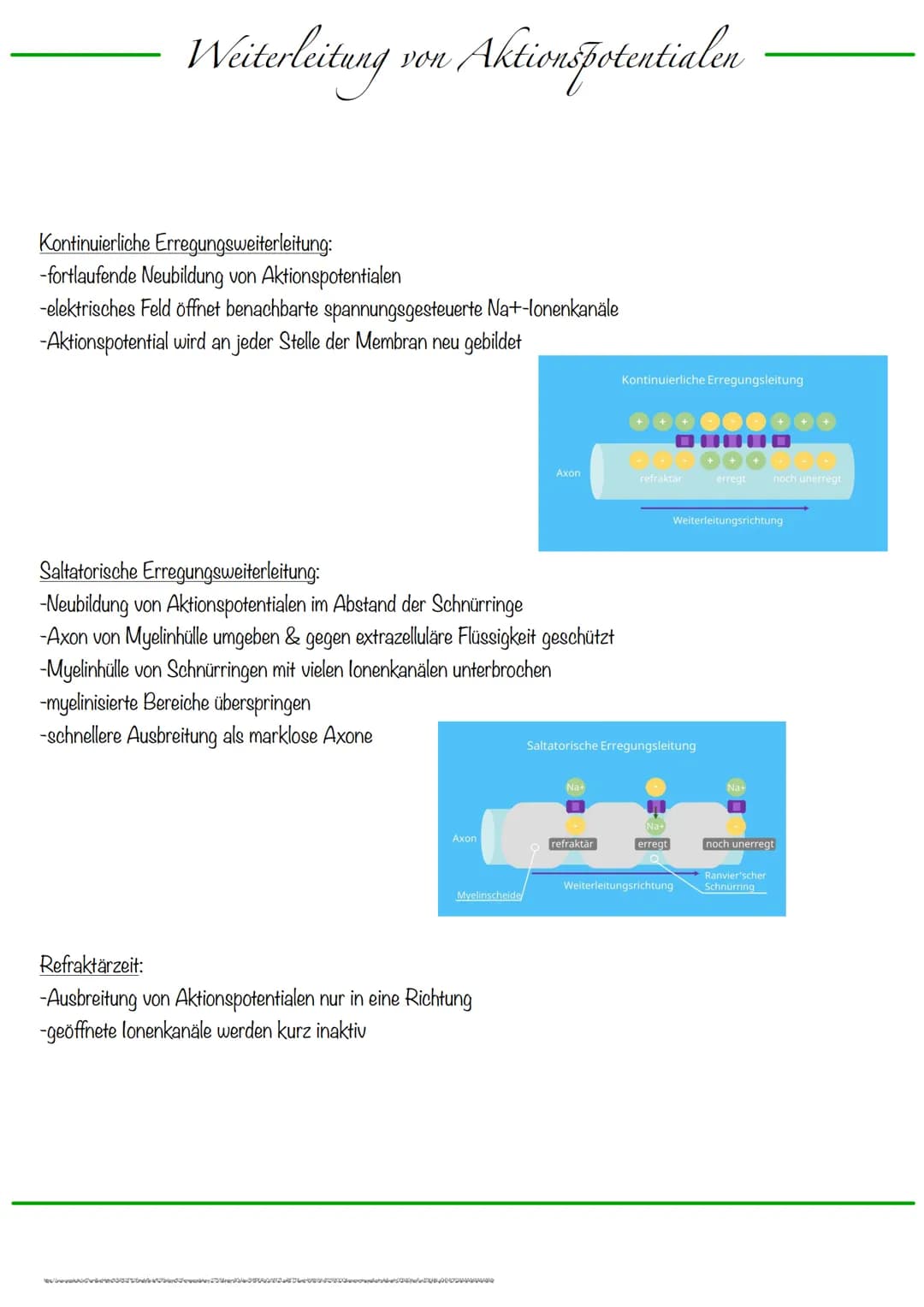 B
Aufbau Neuron
Synapse
Dendriten
Zellkern
Zellmembran
Zellkörper (Soma)
Axonhügel
Zellkern
Zellmembran
Axon
Cytoplasma
Hullzelle (Gliazelle