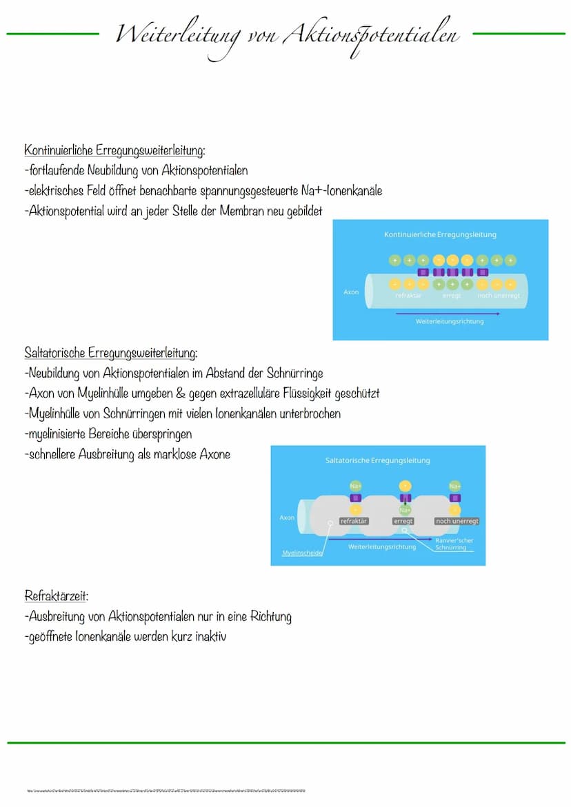 B
Aufbau Neuron
Synapse
Dendriten
Zellkern
Zellmembran
Zellkörper (Soma)
Axonhügel
Zellkern
Zellmembran
Axon
Cytoplasma
Hullzelle (Gliazelle