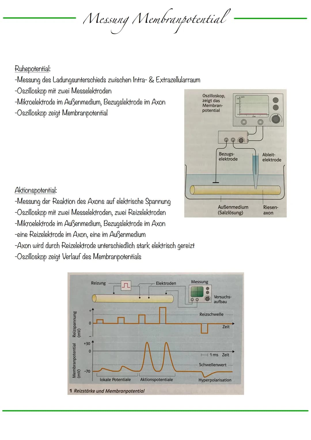 B
Aufbau Neuron
Synapse
Dendriten
Zellkern
Zellmembran
Zellkörper (Soma)
Axonhügel
Zellkern
Zellmembran
Axon
Cytoplasma
Hullzelle (Gliazelle