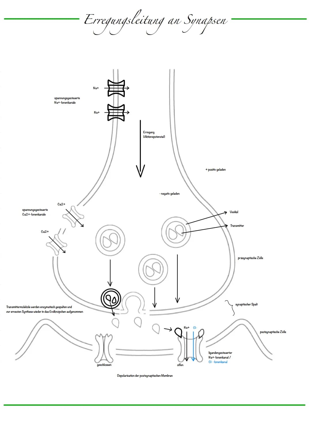 B
Aufbau Neuron
Synapse
Dendriten
Zellkern
Zellmembran
Zellkörper (Soma)
Axonhügel
Zellkern
Zellmembran
Axon
Cytoplasma
Hullzelle (Gliazelle