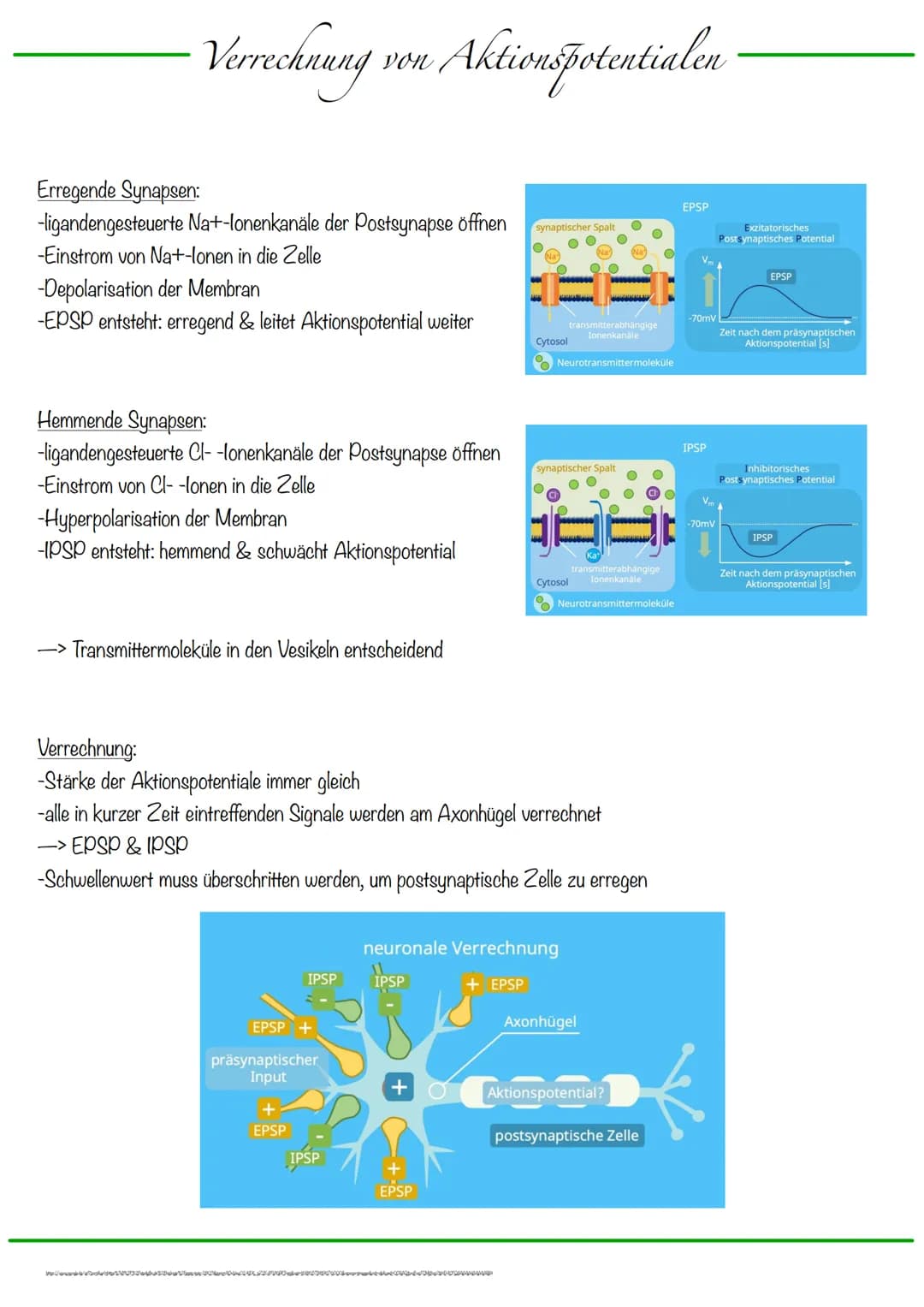 B
Aufbau Neuron
Synapse
Dendriten
Zellkern
Zellmembran
Zellkörper (Soma)
Axonhügel
Zellkern
Zellmembran
Axon
Cytoplasma
Hullzelle (Gliazelle