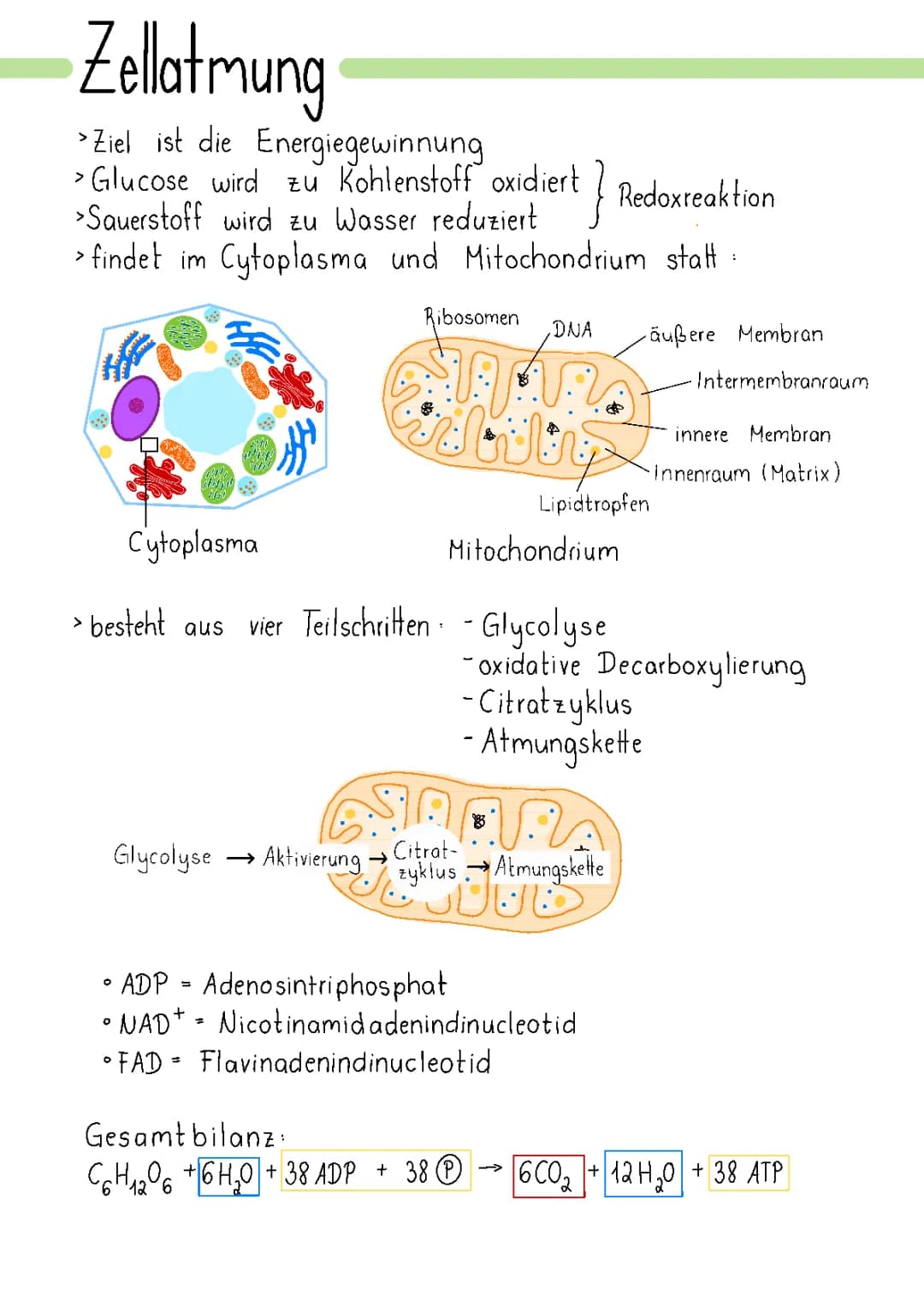 Zellatmung und Citratzyklus einfach für Kinder erklärt – So funktioniert es in den Mitochondrien!