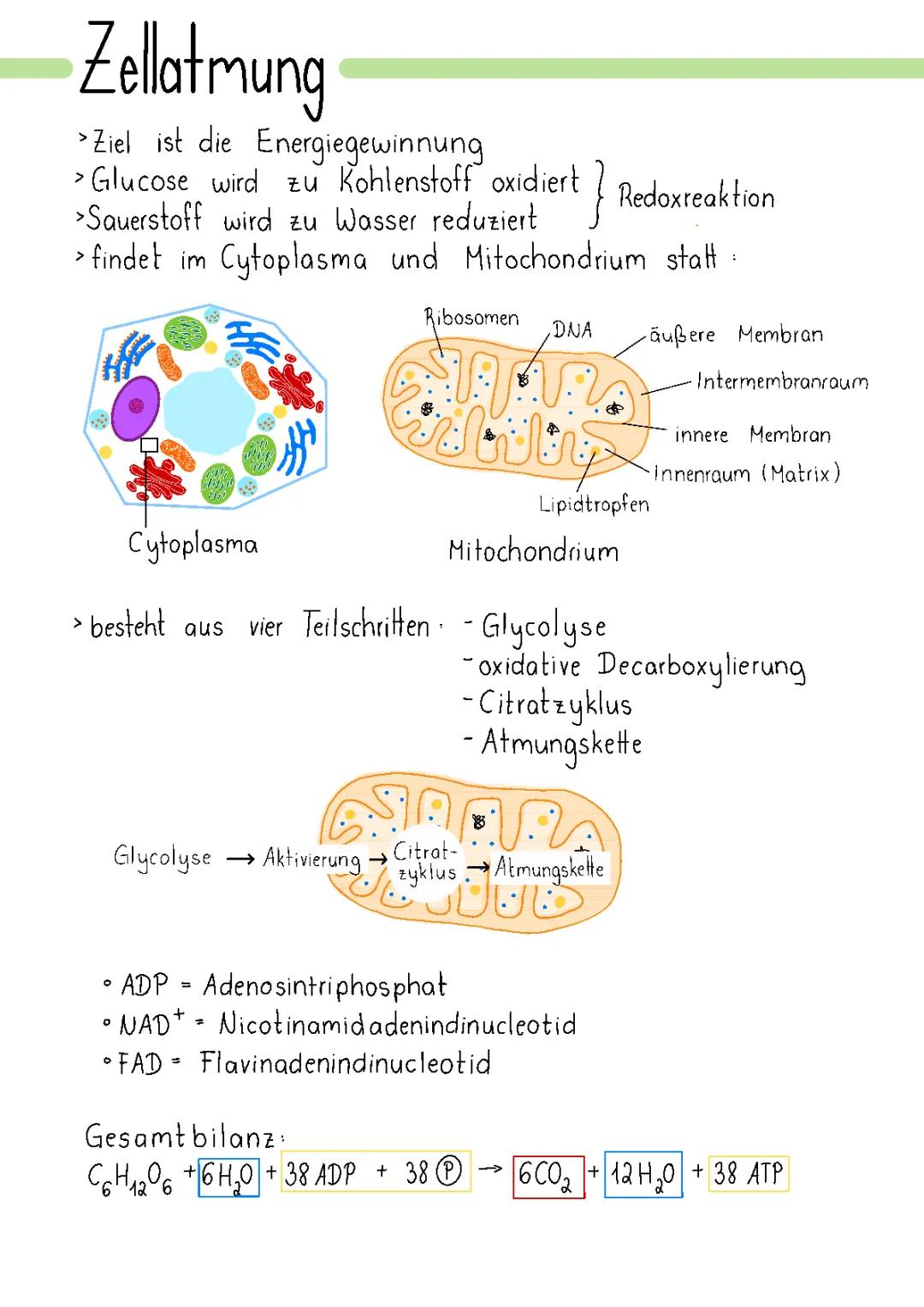 Zellatmung und Citratzyklus einfach für Kinder erklärt – So funktioniert es in den Mitochondrien!