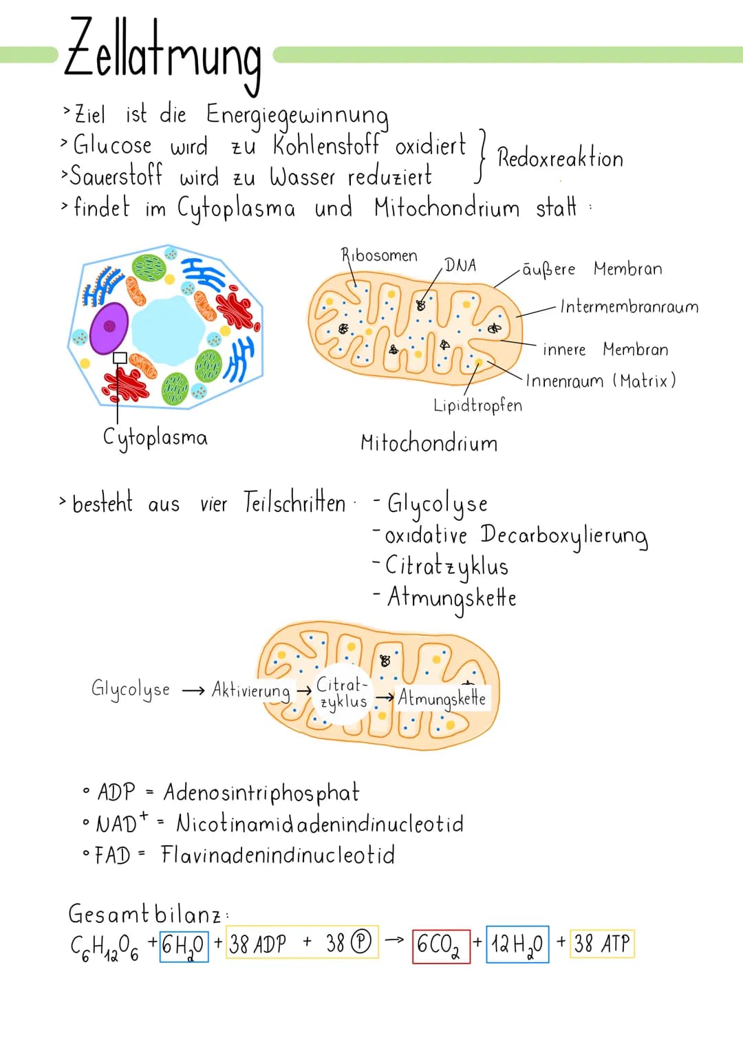 Zellatmung
> Ziel ist die Energiegewinnung
> Glucose wird zu Kohlenstoff oxidiert Redoxreaktion
>Sauerstoff wird zu Wasser reduziert
findet 