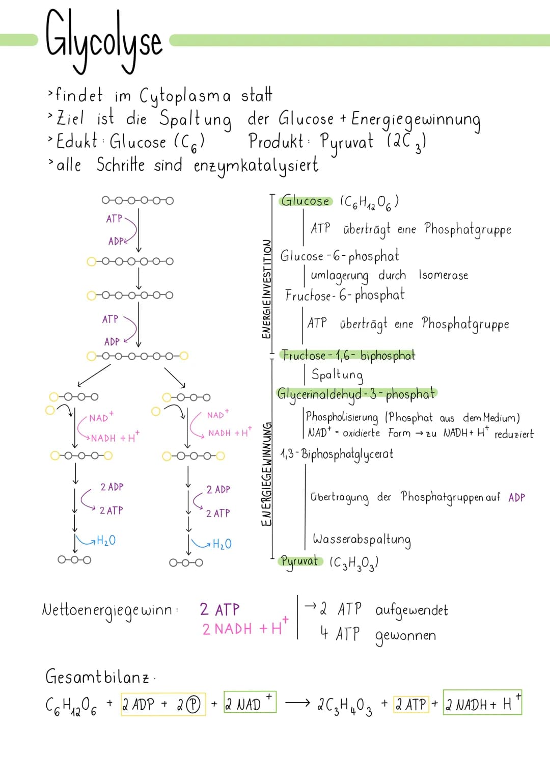 Zellatmung
> Ziel ist die Energiegewinnung
> Glucose wird zu Kohlenstoff oxidiert Redoxreaktion
>Sauerstoff wird zu Wasser reduziert
findet 