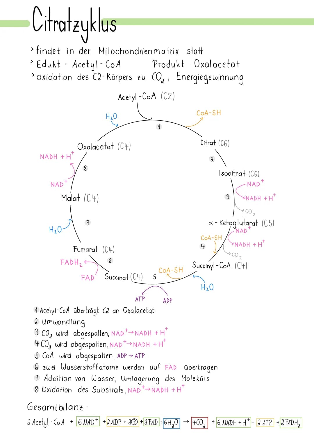 Zellatmung
> Ziel ist die Energiegewinnung
> Glucose wird zu Kohlenstoff oxidiert Redoxreaktion
>Sauerstoff wird zu Wasser reduziert
findet 