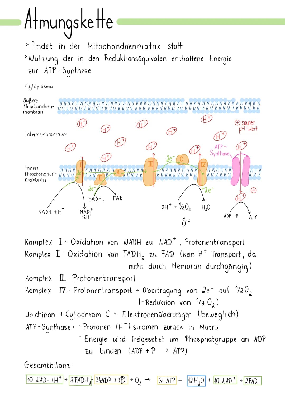 Zellatmung
> Ziel ist die Energiegewinnung
> Glucose wird zu Kohlenstoff oxidiert Redoxreaktion
>Sauerstoff wird zu Wasser reduziert
findet 