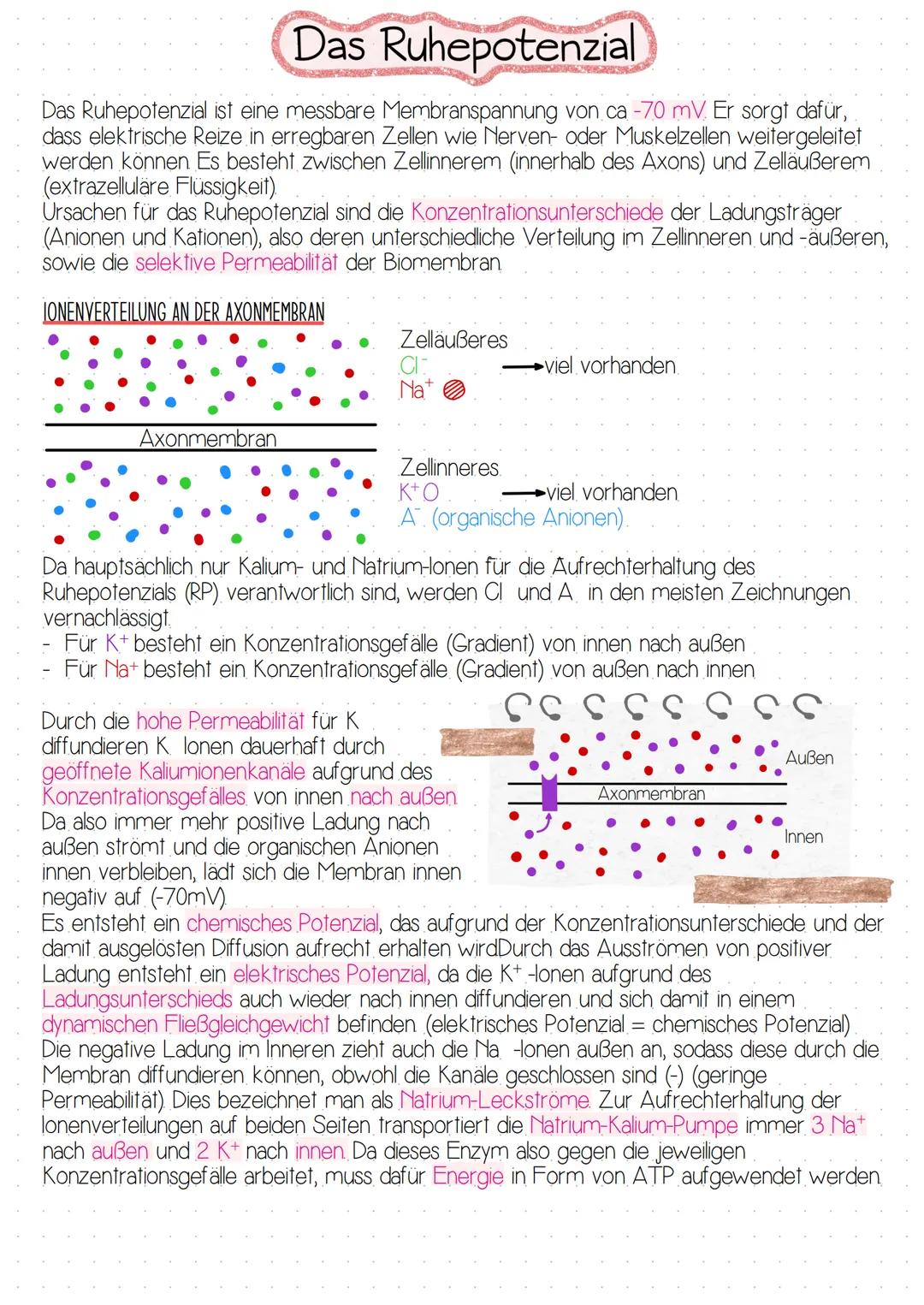 Das Ruhepotenzial
Das Ruhepotenzial ist eine messbare Membranspannung von ca -70 mV. Er sorgt dafür,
dass elektrische Reize in erregbaren Ze