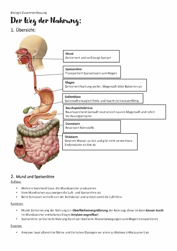 Know Zusammenfassung Verdauung, Biologie thumbnail