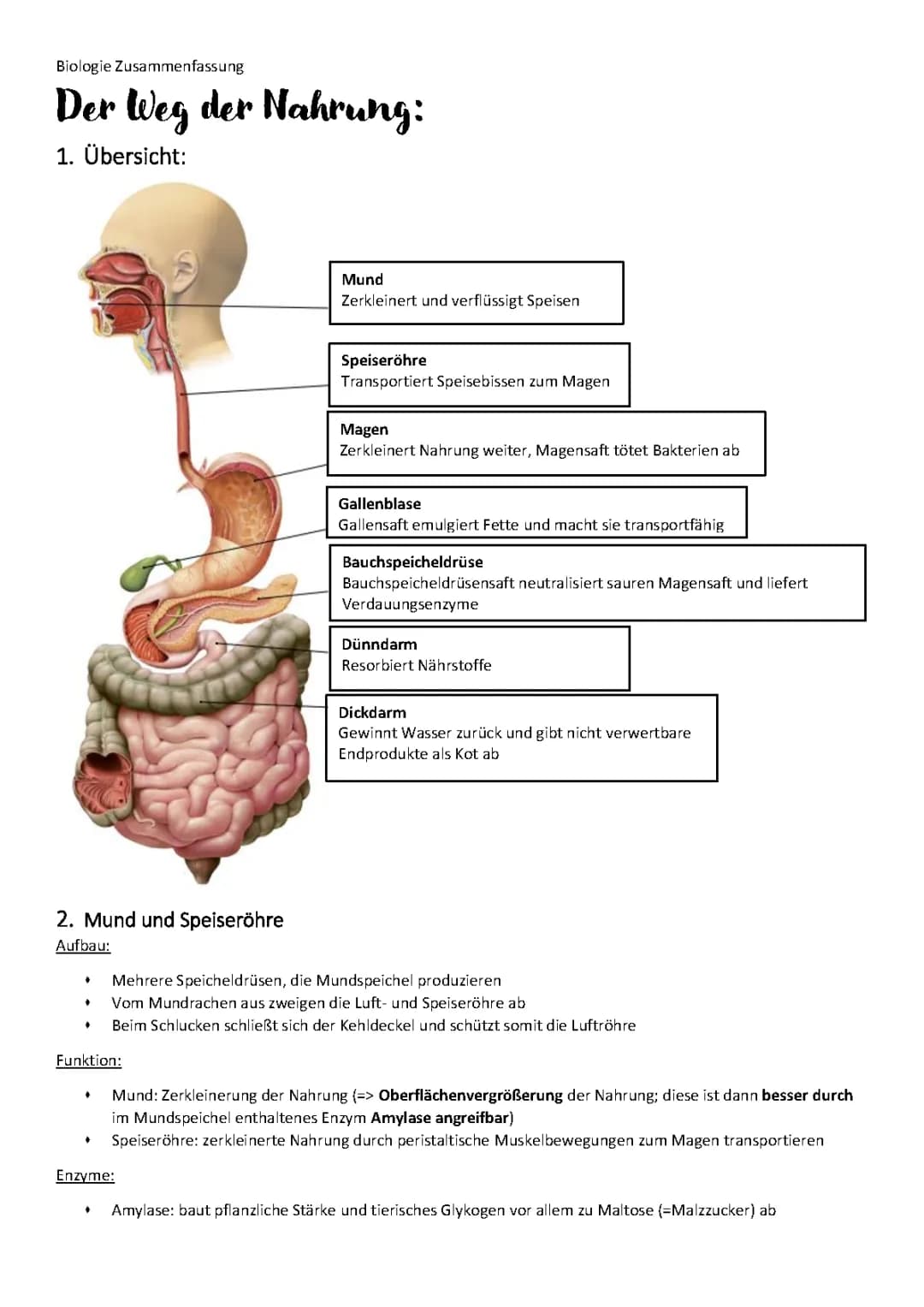 Zusammenfassung Verdauung, Biologie