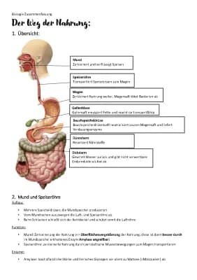Know Zusammenfassung Verdauung, Biologie thumbnail