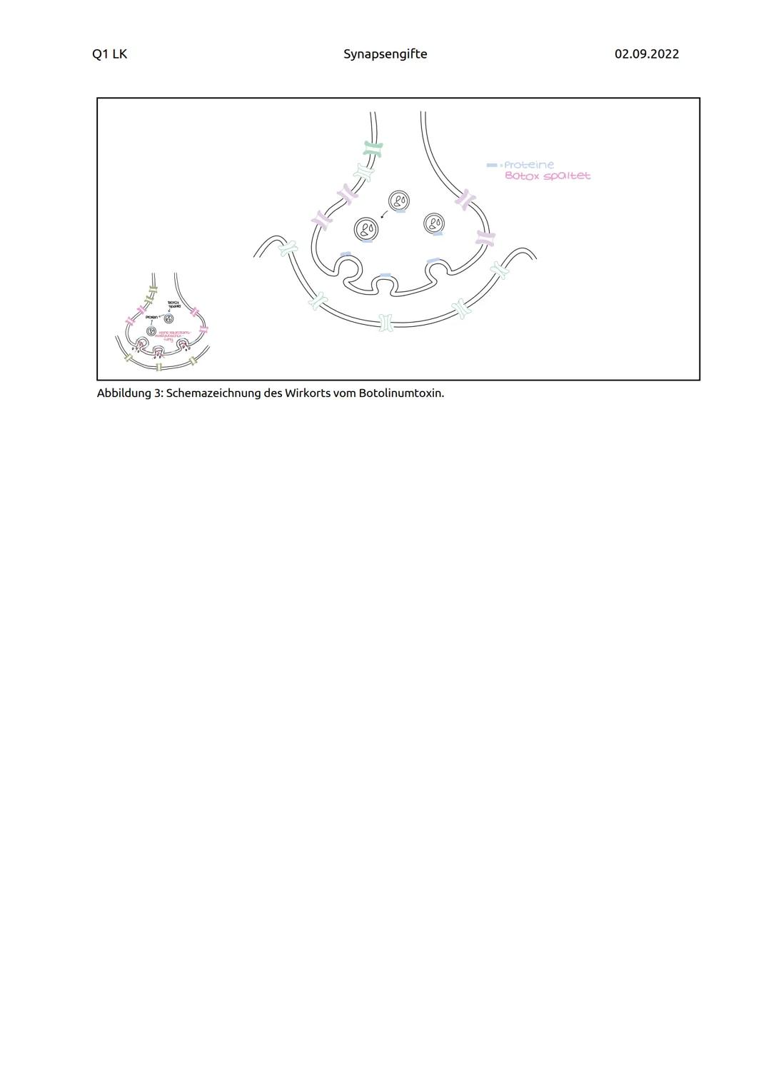 Q1 LK
Stoff
Synapsengifte - Botox & Curare
Aufgabe 1: Erläutern Sie die Wirkung von Curare und Botulinumtoxin (Abb. 1). Stellen Sie eine be-