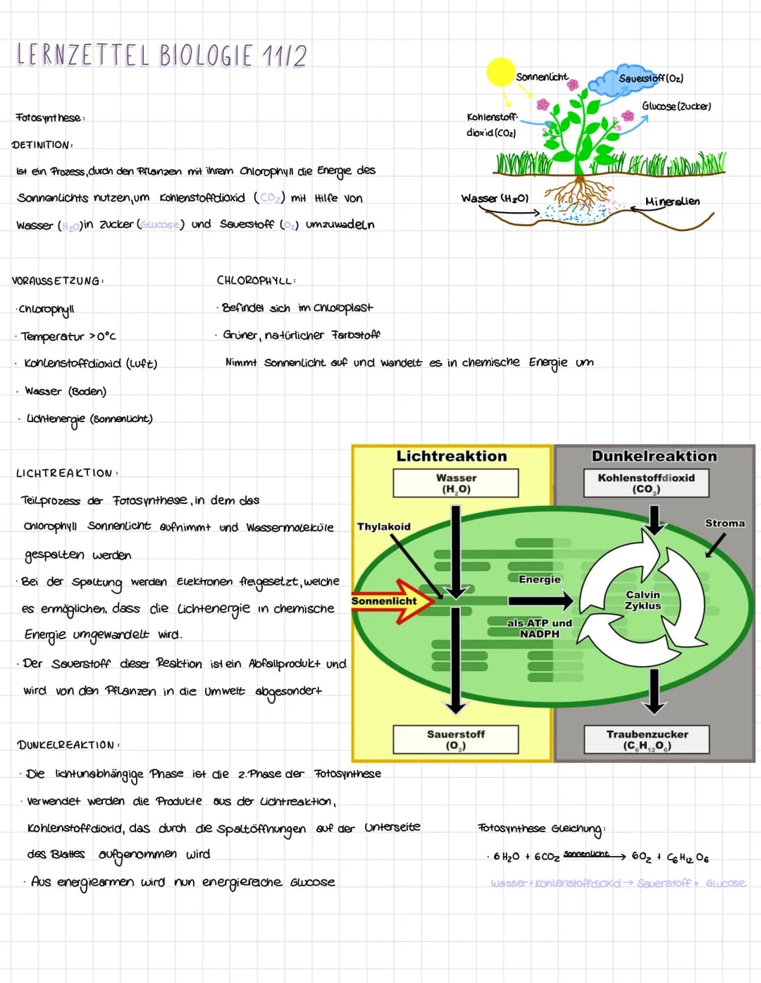 LERNZETTEL BIOLOGIE 11/2
Fotosynthese
DEFINITION:
Ist ein Prozess, durch den Pflanzen mit ihrem Chlorophyll die Energie des
Sonnenlichts nut