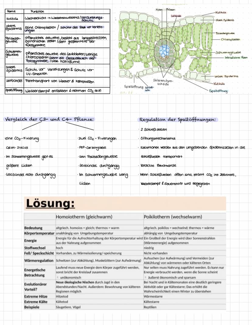 LERNZETTEL BIOLOGIE 11/2
Fotosynthese
DEFINITION:
Ist ein Prozess, durch den Pflanzen mit ihrem Chlorophyll die Energie des
Sonnenlichts nut