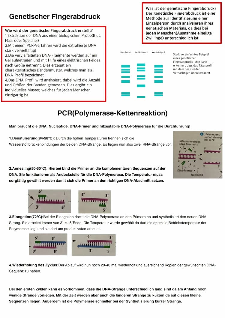 Know Genetischer Fingerabdruck/PCR/Gelelektophorese/Restriktionsenzyme thumbnail