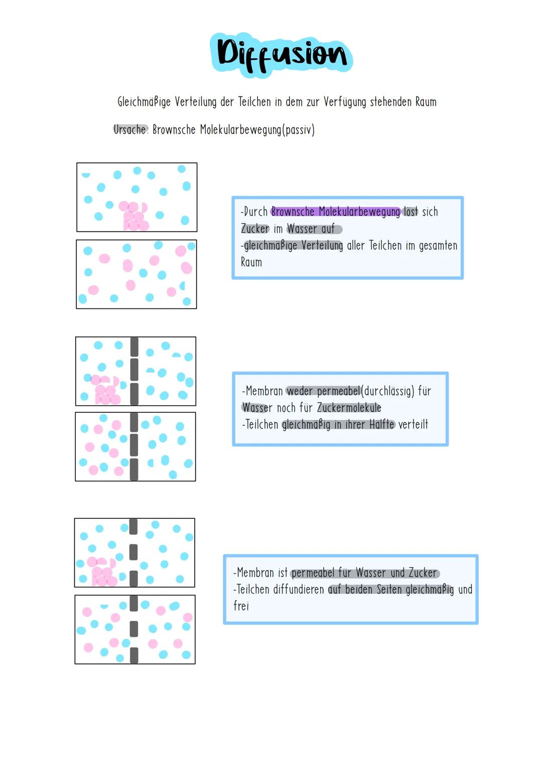 Osmose bei Pflanzen-und Tierzellen